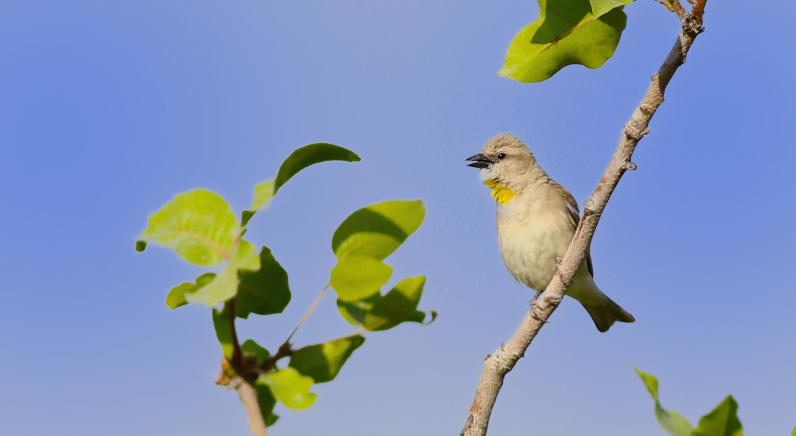Yellow-throated Sparrow